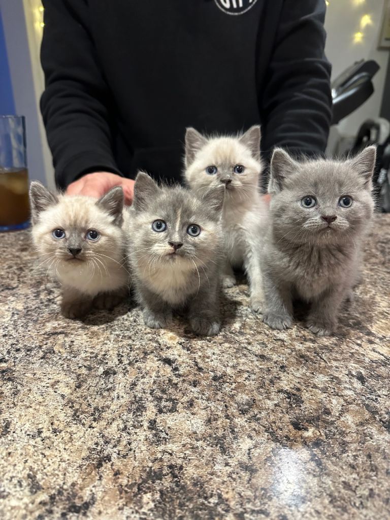 Kittens 