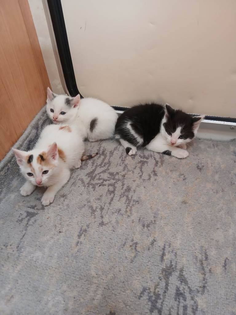 Kittens