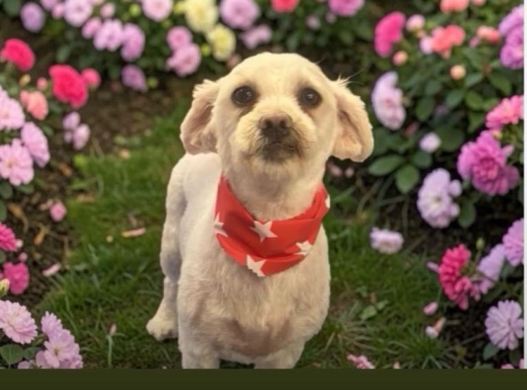 Bichon Mix Female Dog for Sale 