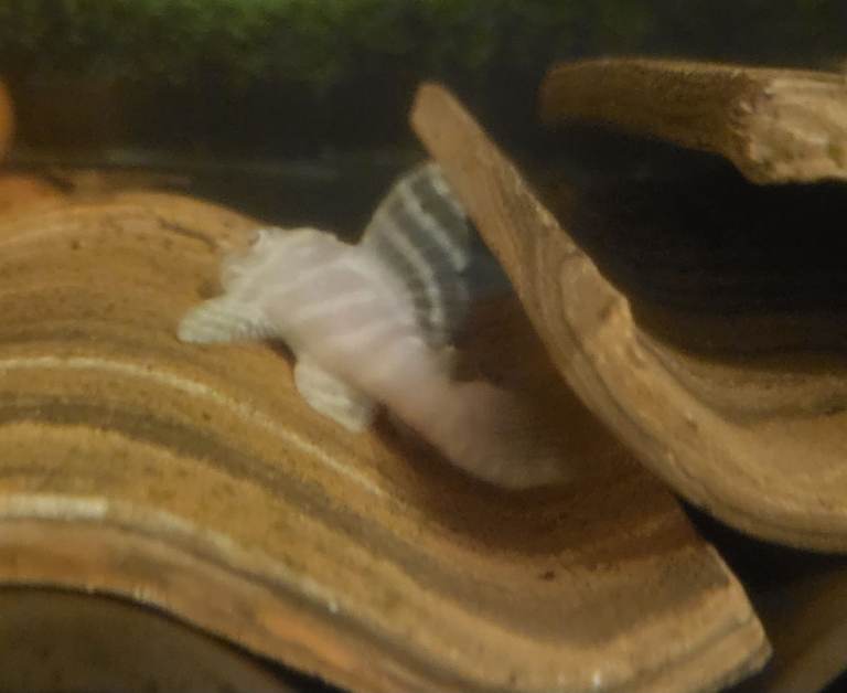 Plecos & Corys available