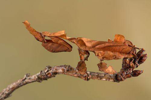 Ghost Mantis X3 (Young) 