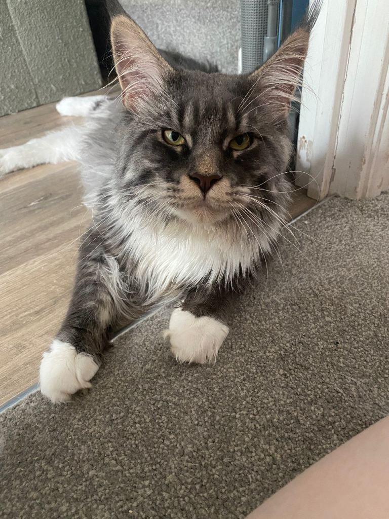 Male Maine coon 