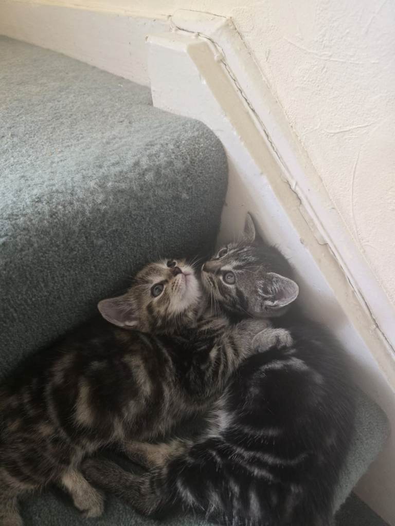 Kittens for sale