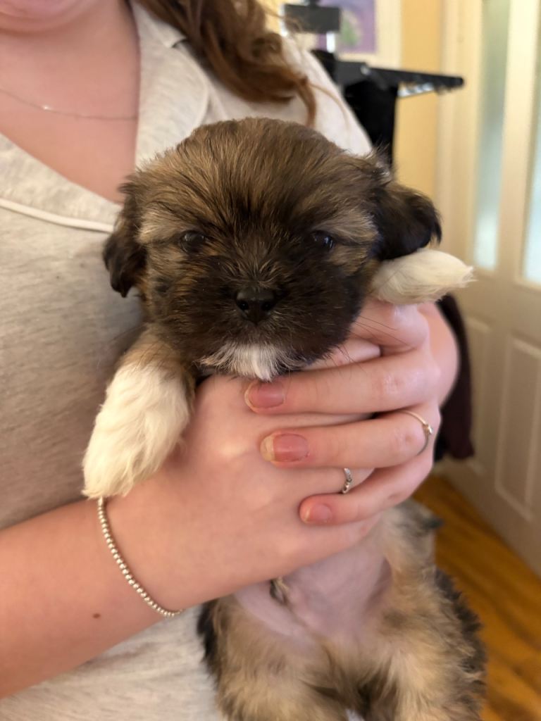 Lhasa also puppies for sale