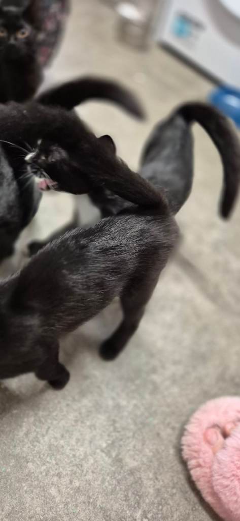 Black kittens