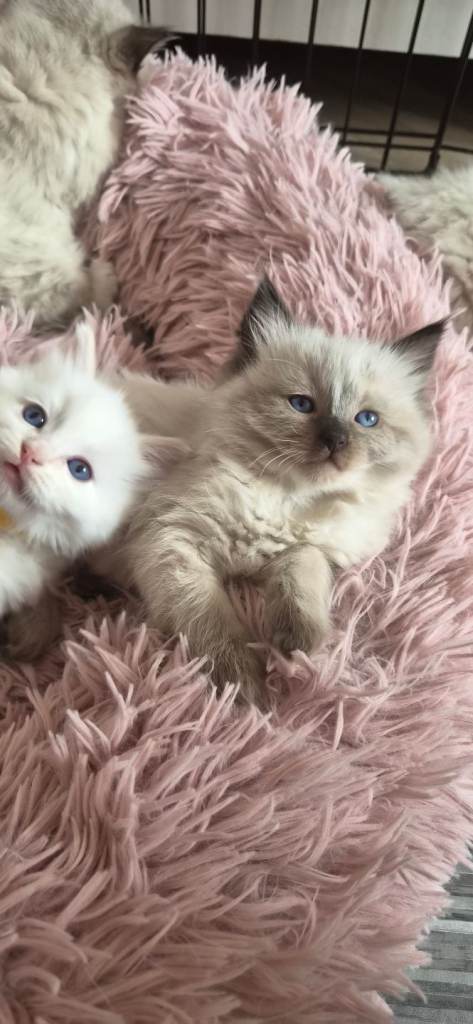 Ragdoll kittens 