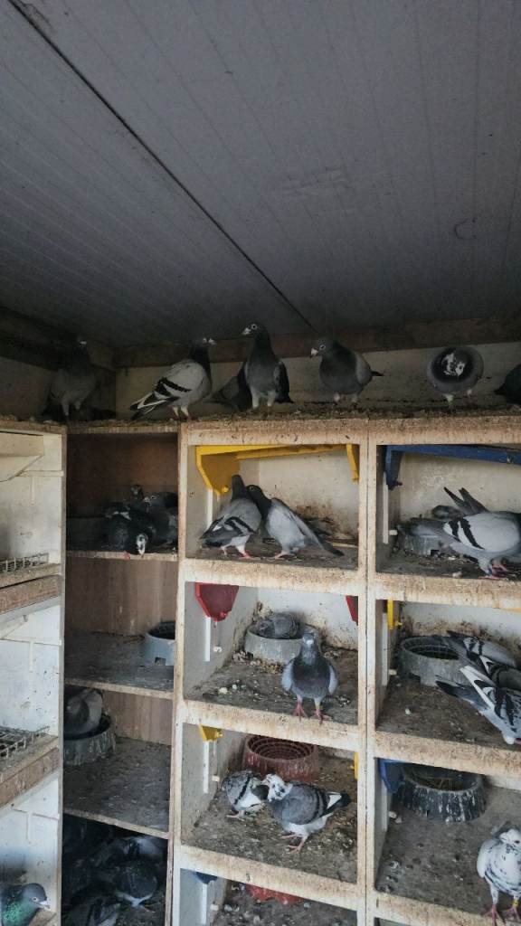 Stock racing pigeons 