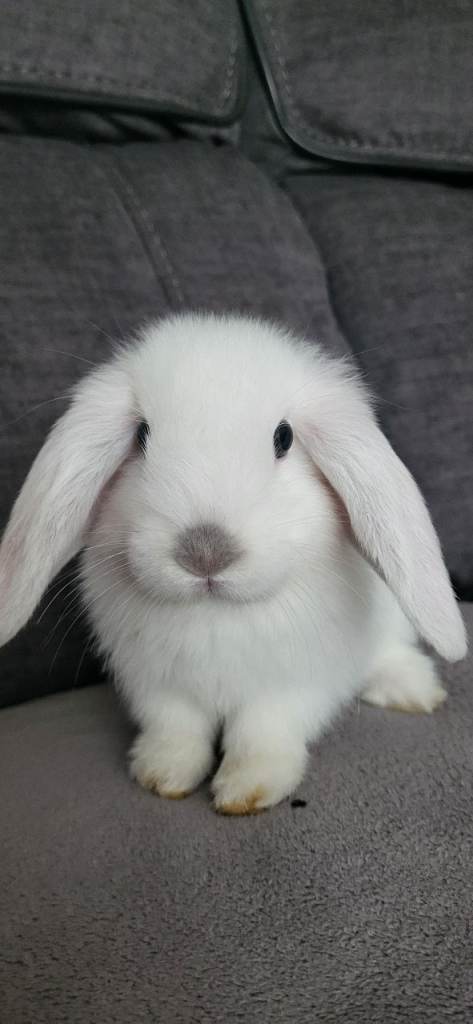 Mini lop