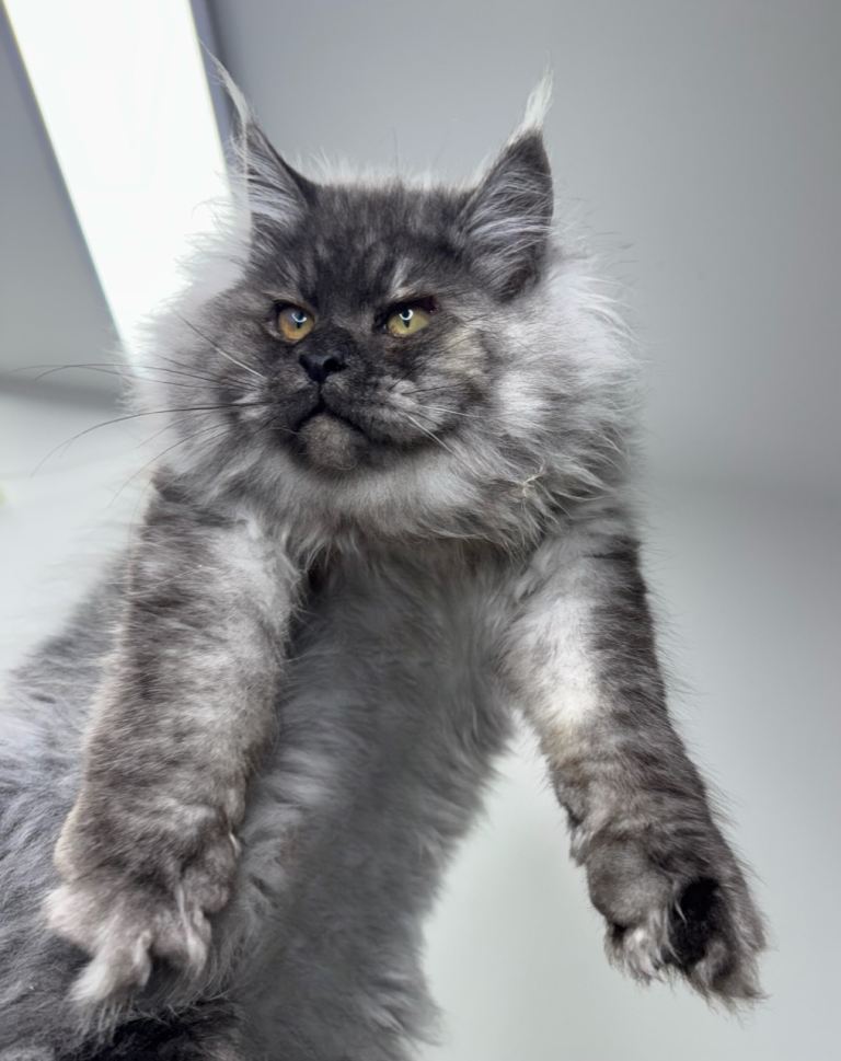 XL Maine Coon Russian Boys