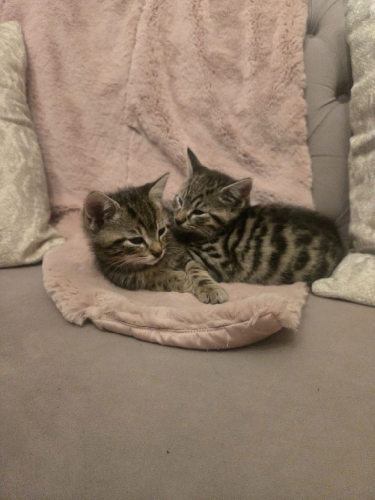 kittens 