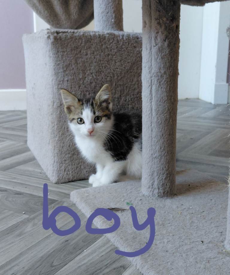 Kittens