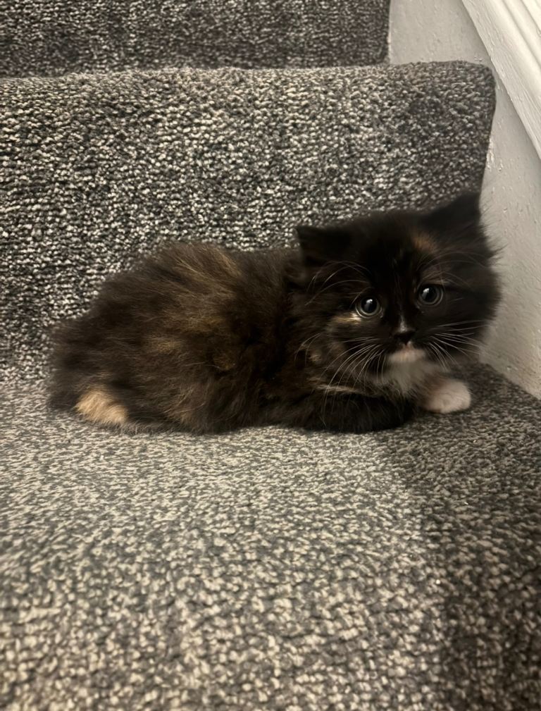 2 beautiful kittens  ( read description!)