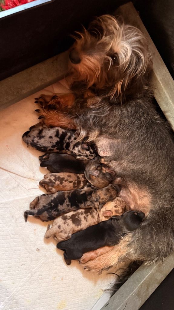 Miniature Wirehaired Dachshund Puppies. (KC Reg)