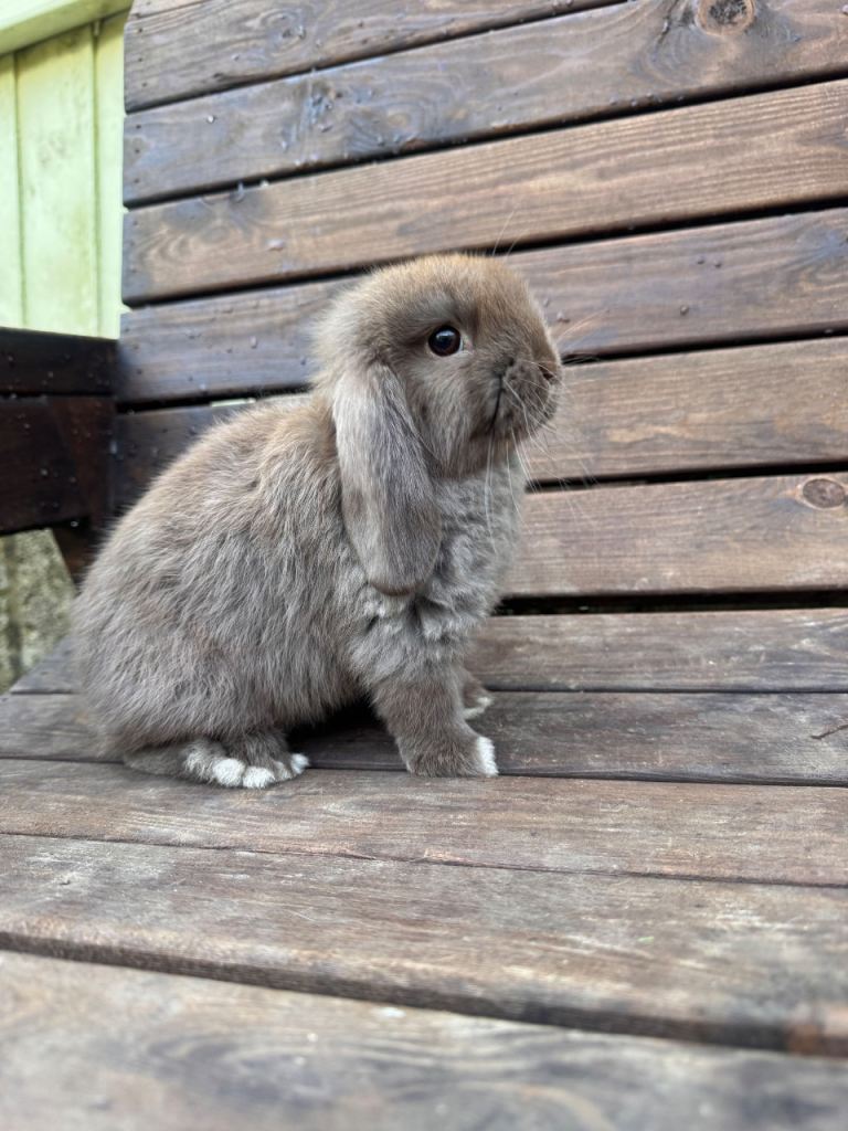 Mini lop rabbits 