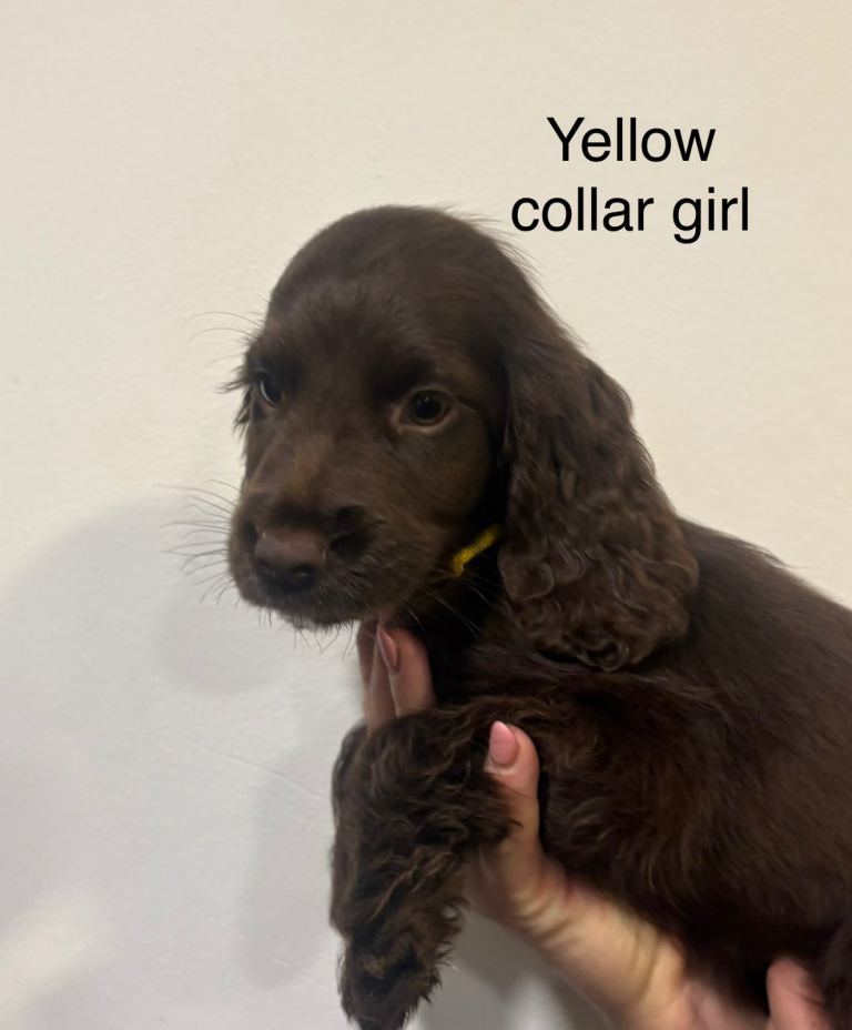 Cocker spaniel puppies 