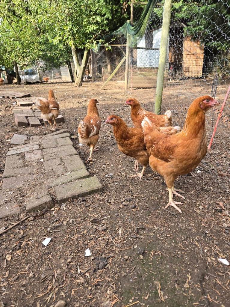 Bovan Brown point of lay pullets 