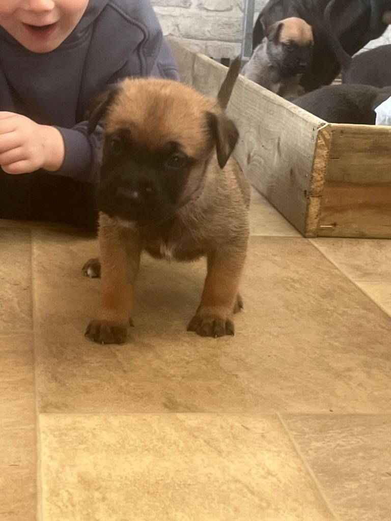 Cane Corso × Belgian Malinois 9 weeks old, ready to leave now, only 3 left  