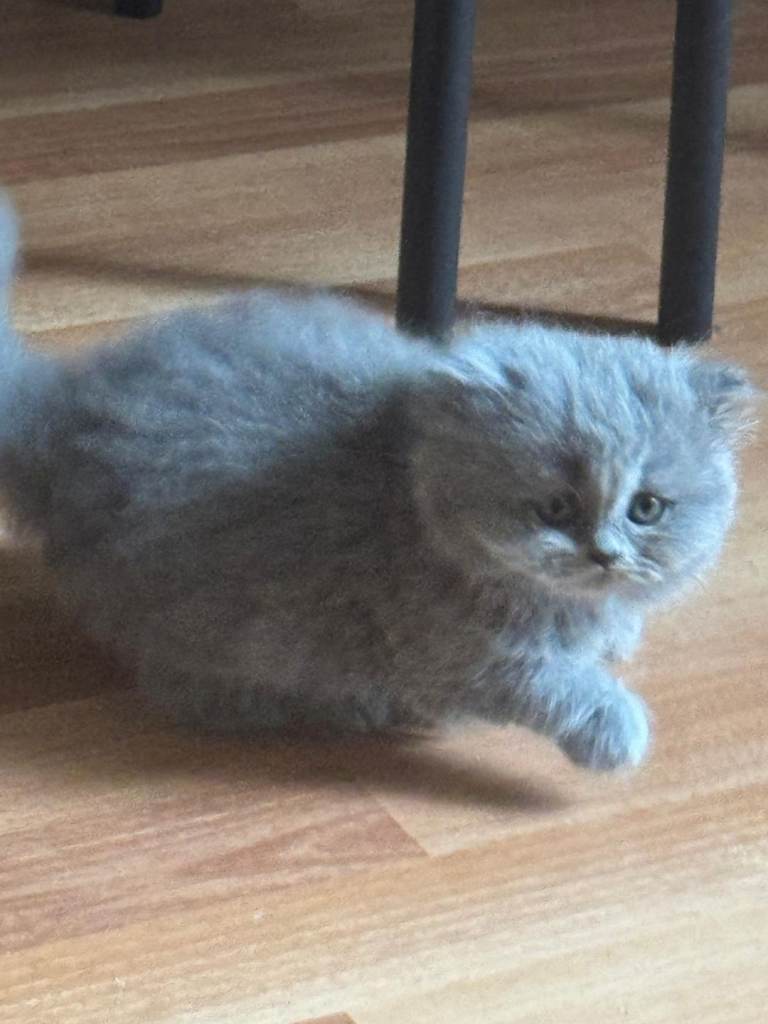 BRITISH SHORTHAIR KITTENS