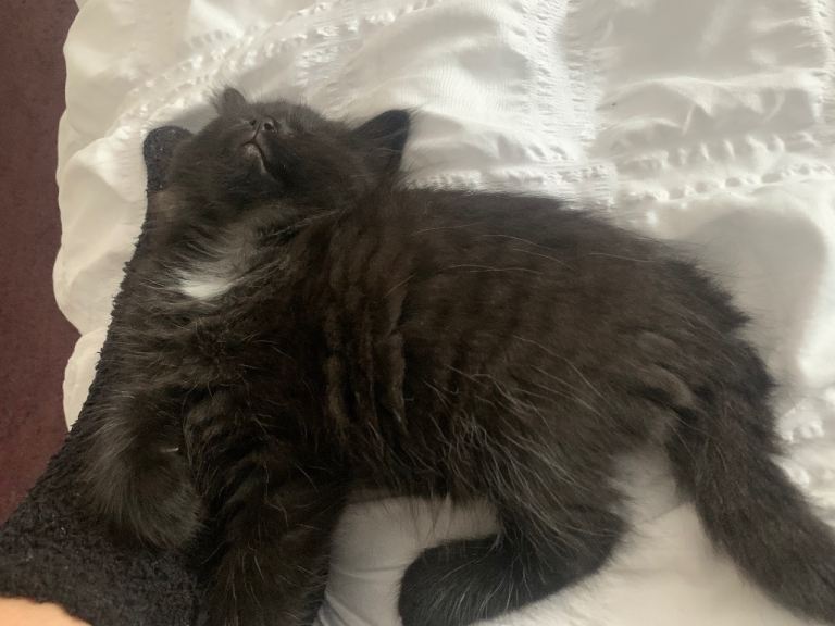 Knight 💙 British blue x 1 boy left 
