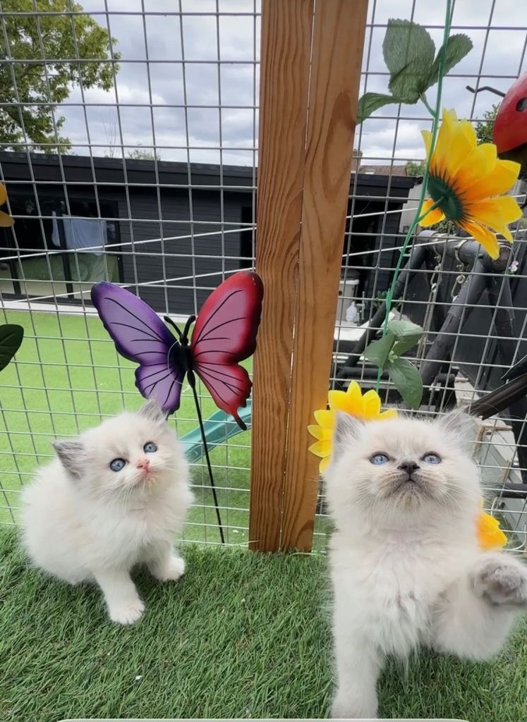 Ragdoll kittens