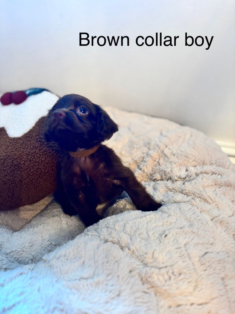 🐾 Gorgeous F1b Sprocker Spaniel Puppies – 5 Males Ready on the 18th December 🐾
