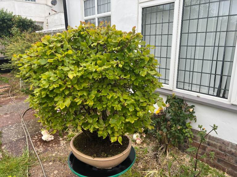 Bonsai Group