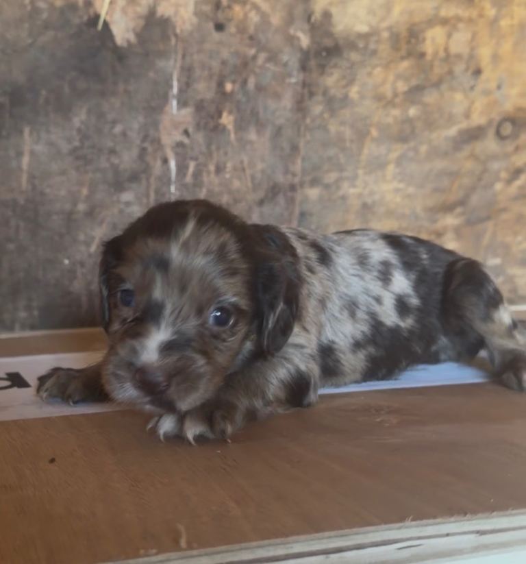 Cocker spaniel puppies 