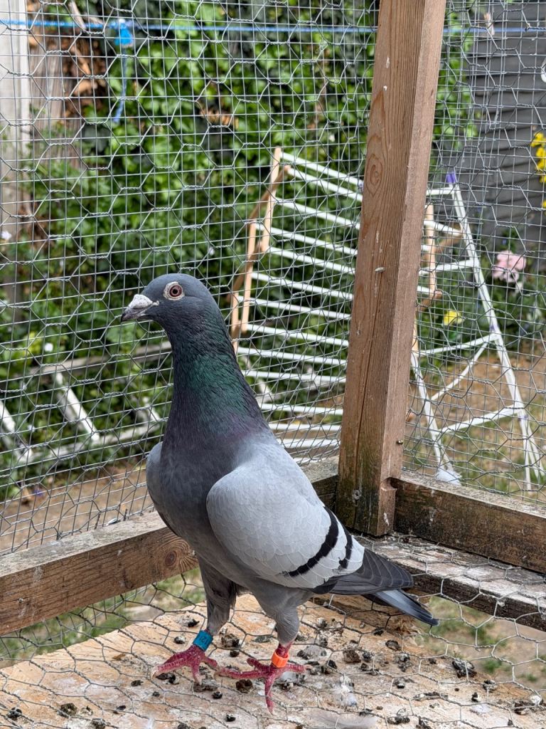 Racing pigeon 