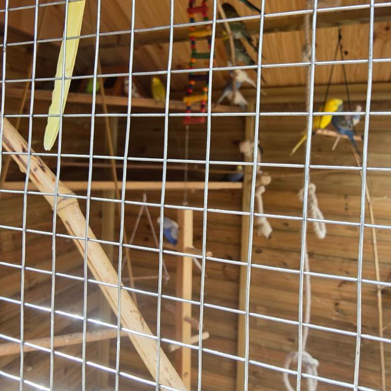 Beautiful 4 month old budgies for sale
