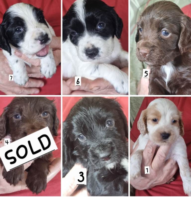 Cocker spaniel pups 