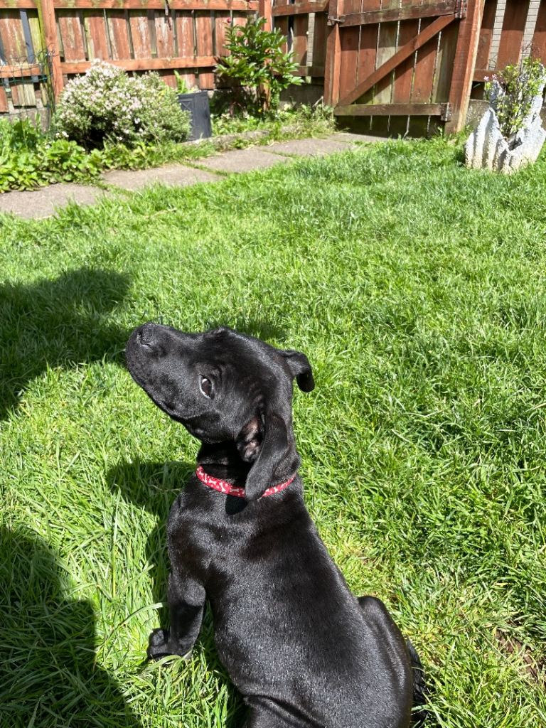 Staffy pup