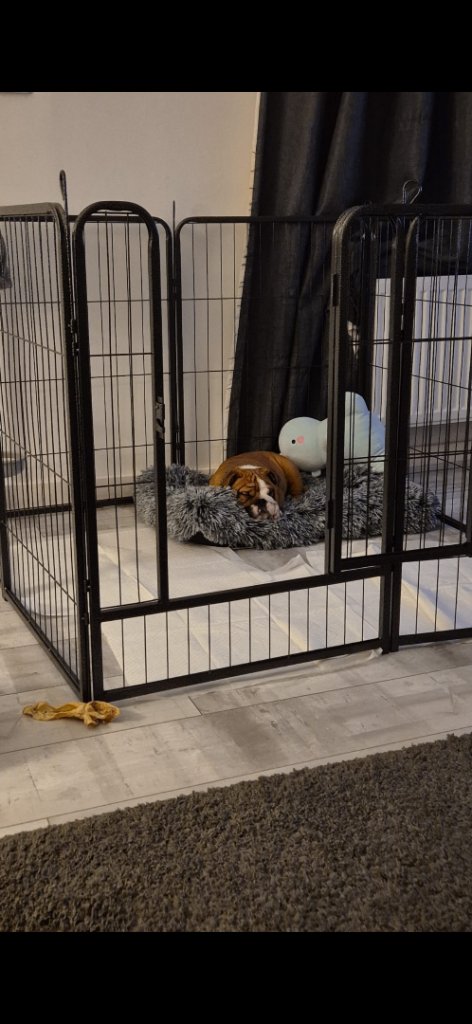 Animal pen 