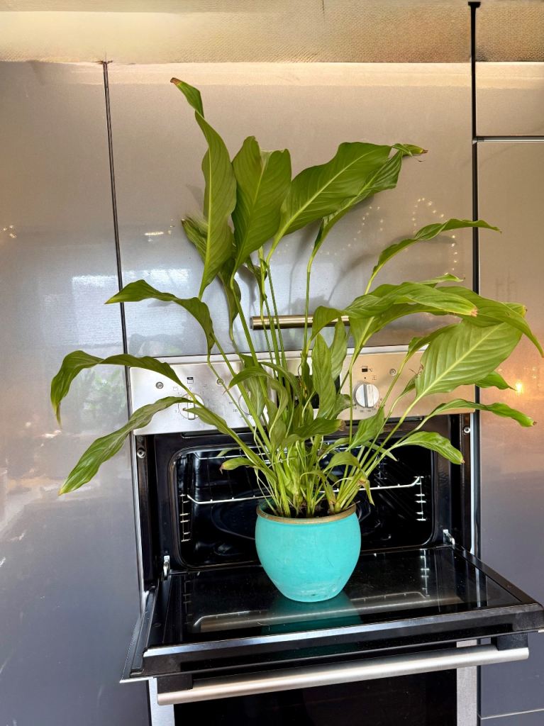 Large mature Peace Lily Plant in Teal Ceramic Pot