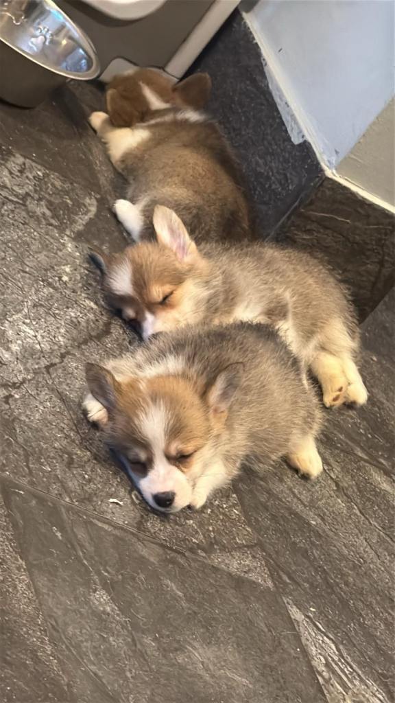 Beautiful Pembroke Welsh Corgi’s 