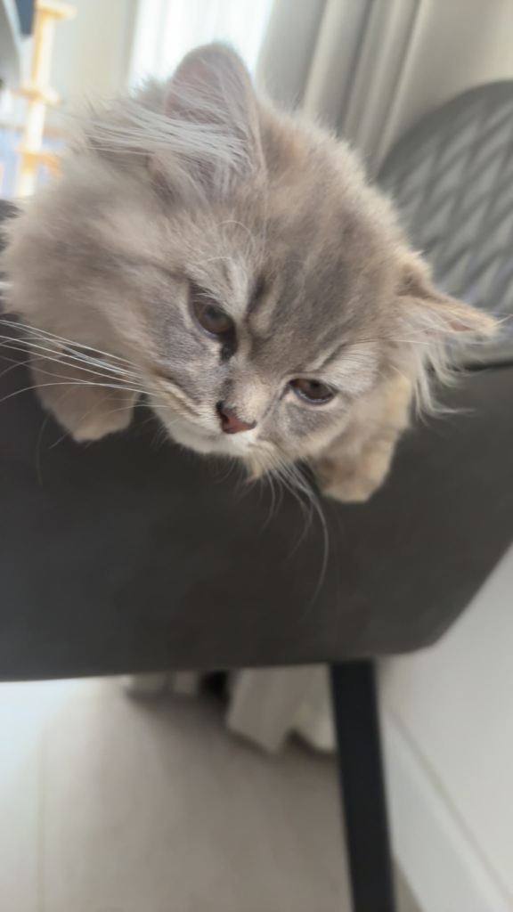 British Longhair kitten