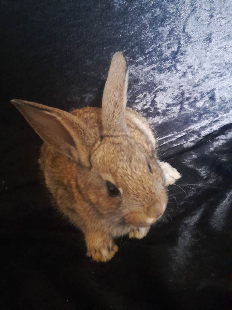 Last bunnie girl left 