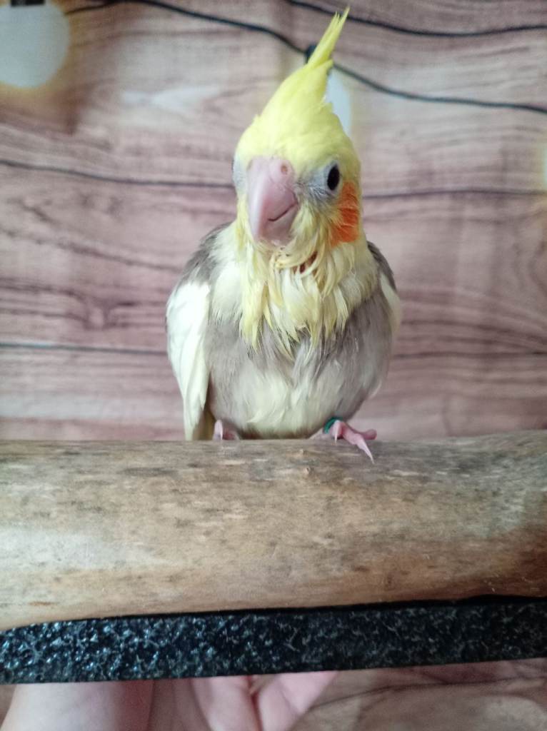 Beautiful cockatiels ***last one now remaining*** we have other birds as well please check out! 