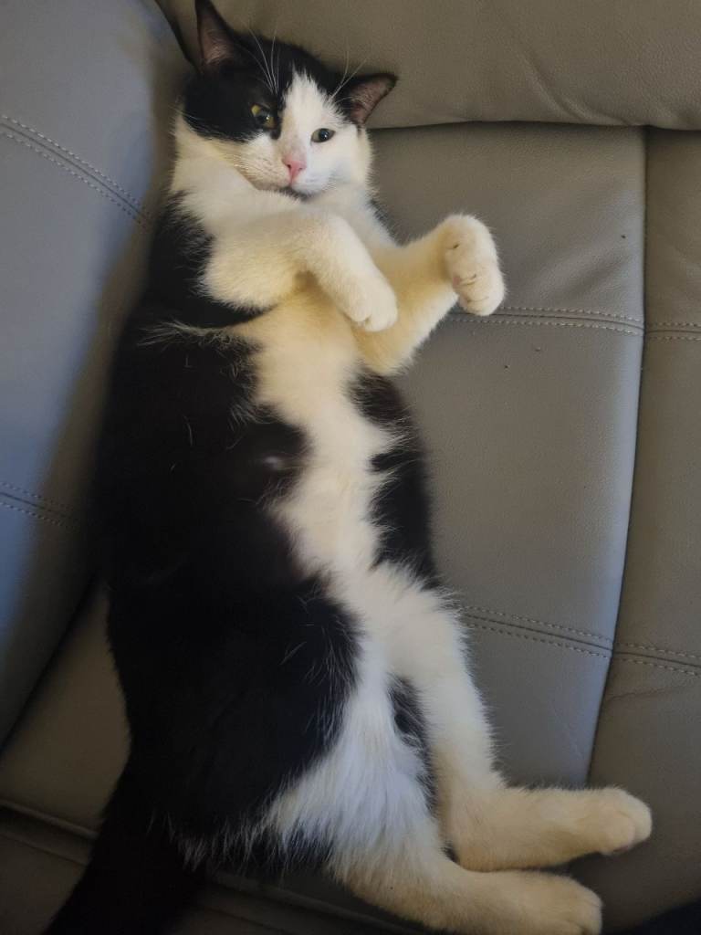 8 month old black and white kitten