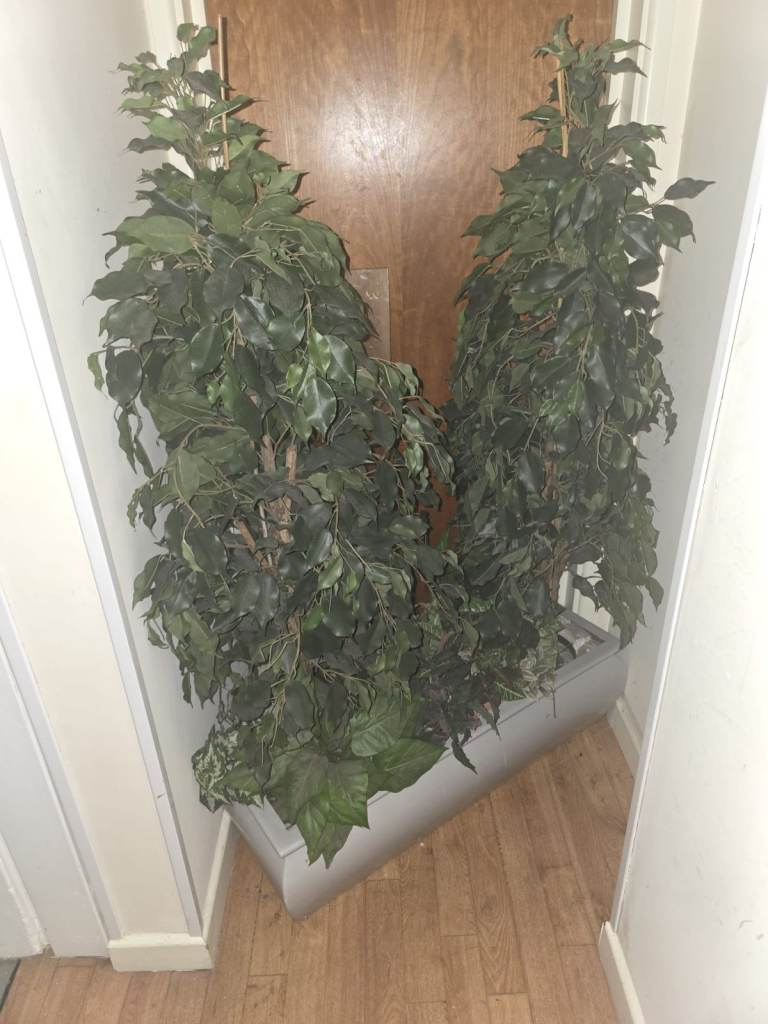 Large Rectangular Planter with Artificial Ficus Trees & Foliage