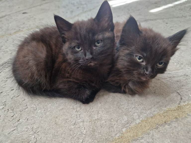 2 cats for sale 