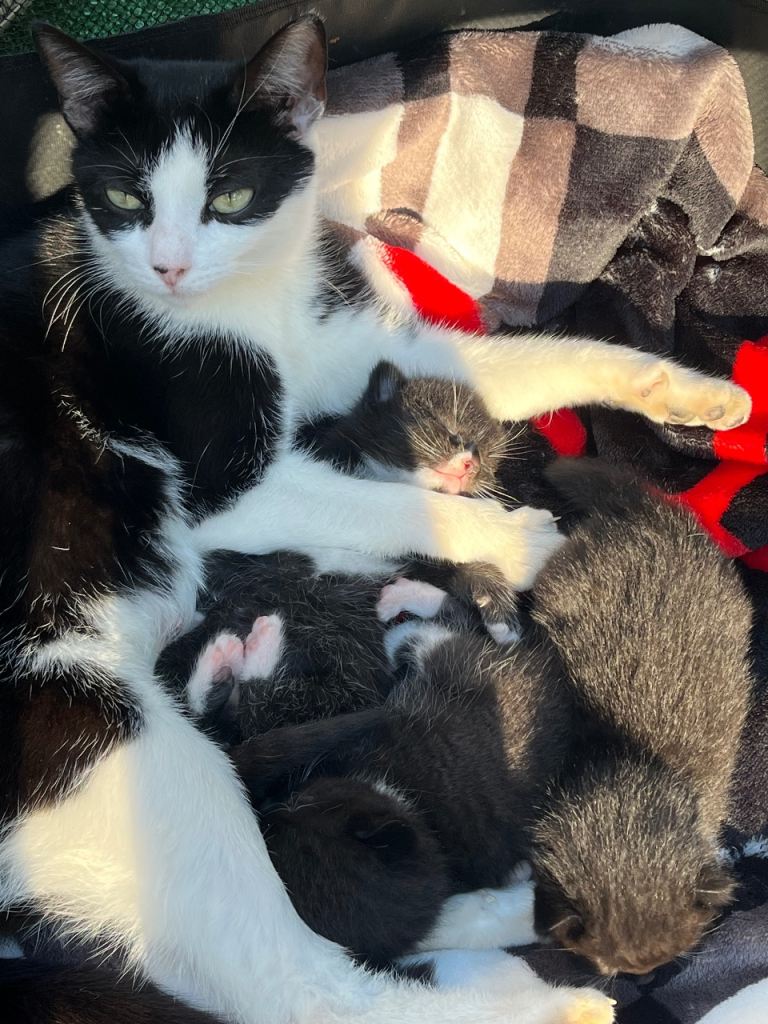 3 kittens 