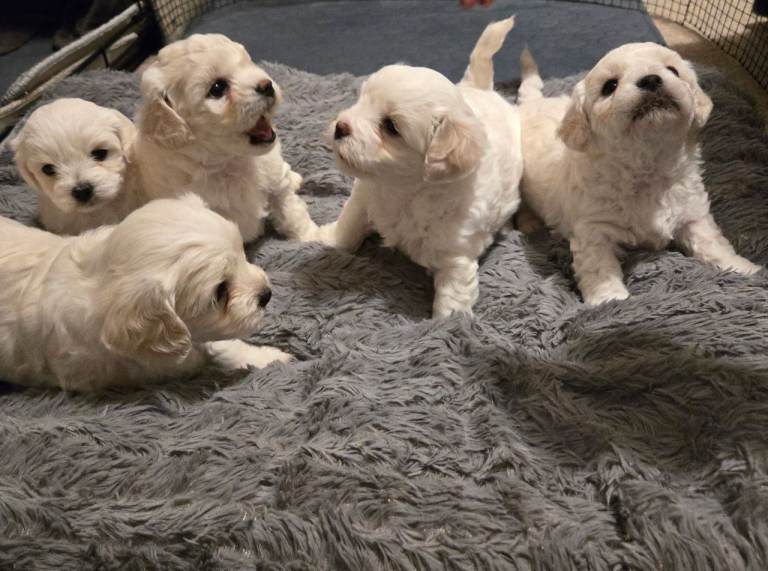 Bichon puppies 