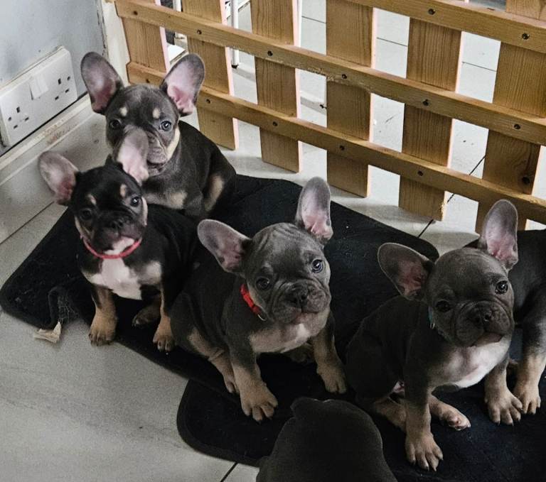 French Bulldogs 