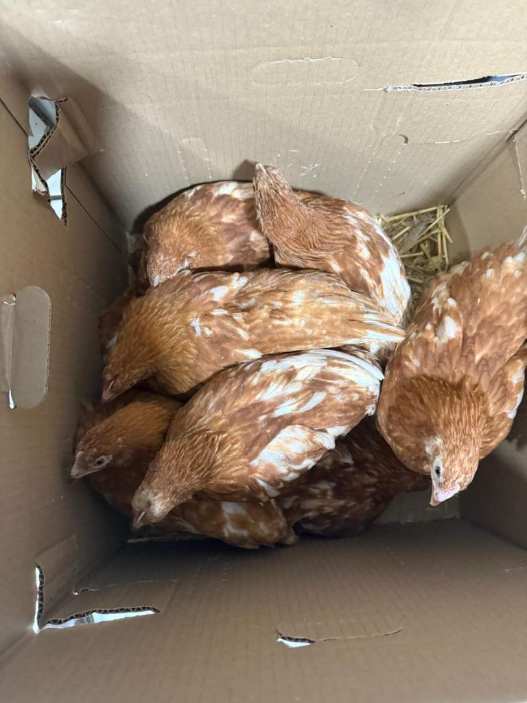 Chickens available 