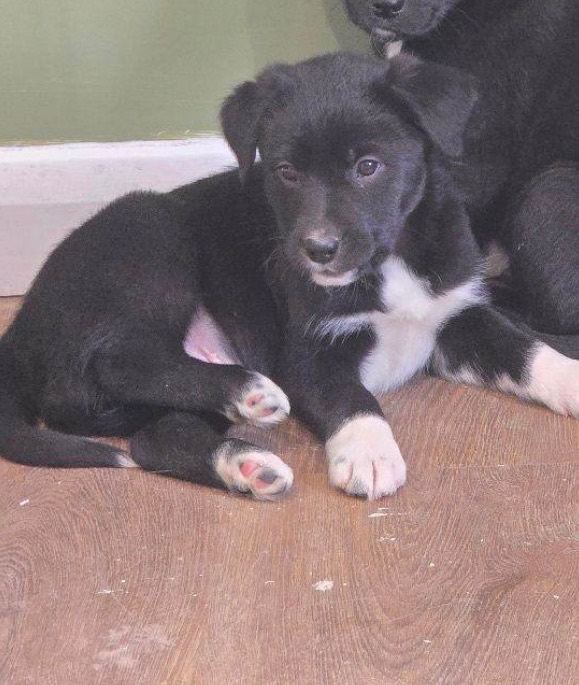 Bordedor 9 week old puppy