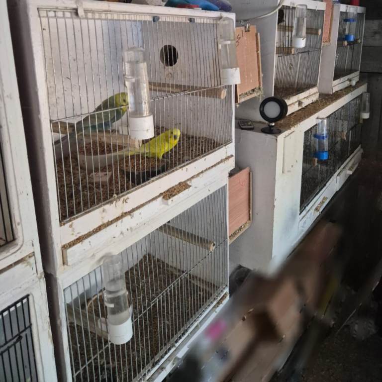 Budgies, Seed, Heater Job lot