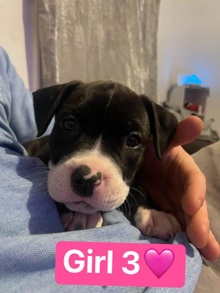 Standard American Bully’s Puppies 3 left 🐶