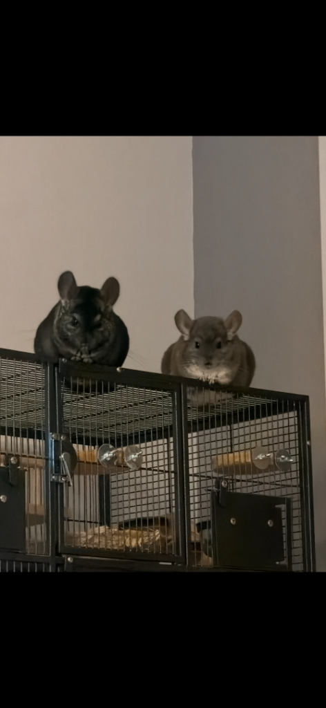 2 male chinchillas