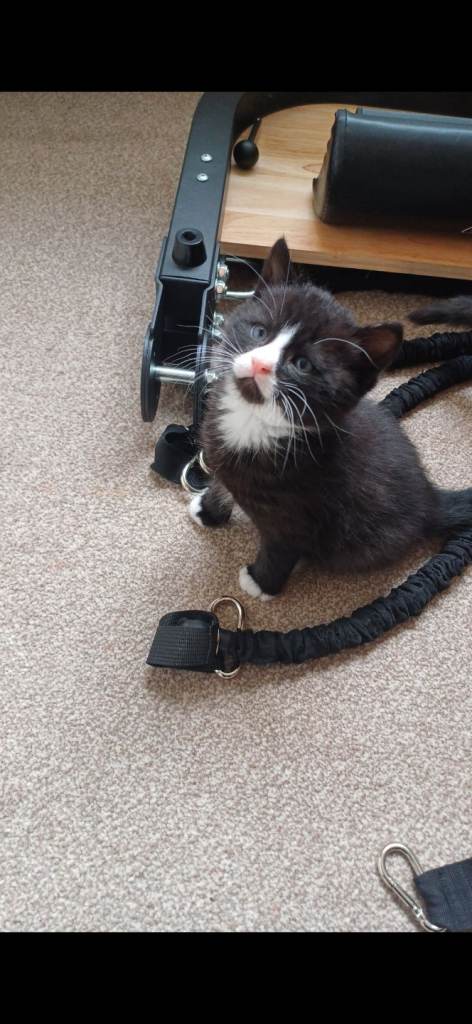 Kitten for sale 
