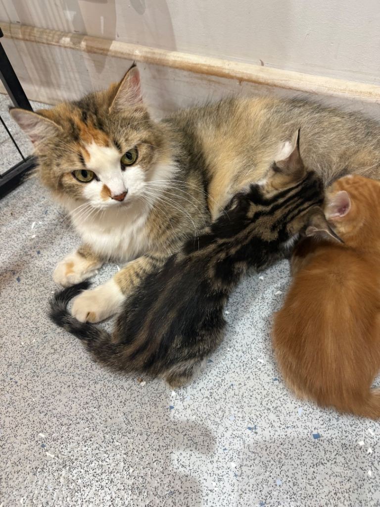 Maine Coon x ragdoll kittens